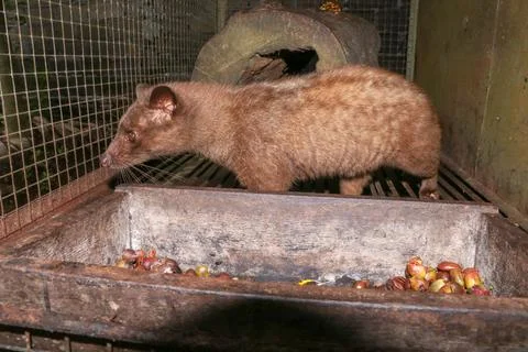 Palm Civet eats ripe robusta coffee berries. Portrait of nocturnal animals Sm 스톡 사진