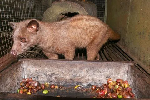 Palm Civet eats ripe robusta coffee berries. Portrait of nocturnal animals Sm Stock Photos