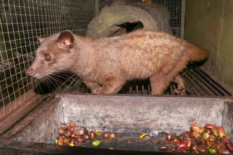 Palm Civet eats ripe robusta coffee berries. Portrait of nocturnal animals Sm 스톡 사진