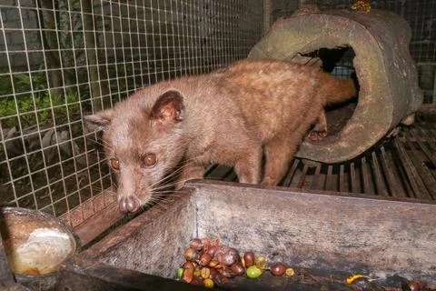 Palm Civet eats ripe robusta coffee berries. Portrait of nocturnal animals Sm 스톡 사진