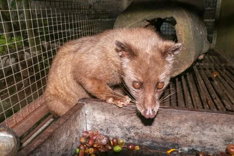 Palm Civet eats ripe robusta coffee berries. Portrait of nocturnal animals Sm Stock Photos