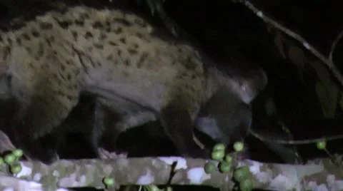 Palm civet, Malaysia Stock Footage 64803225