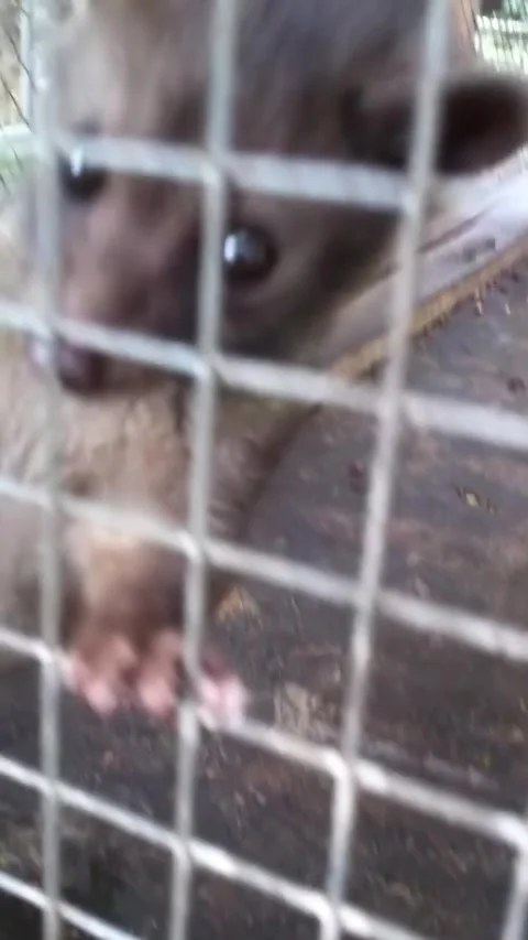 Palm civets kept inside a cage in Indonesia Stock Footage 325795277