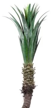 Palm close up over white Foto stock