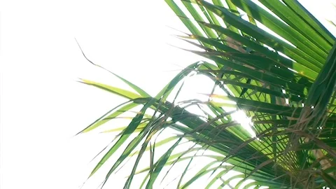 Palm Close White Background Stock Footage 98679996