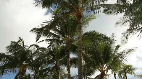 Palm clouds Stock Footage 8995809