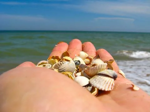 Palm with cockleshells Stock Photos