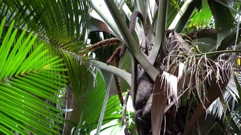 Palm Coco de Mer in the Seychelles, male inflorescence. Stock Footage 155183605