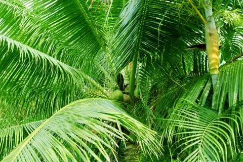 Palm with coconut Foto stock