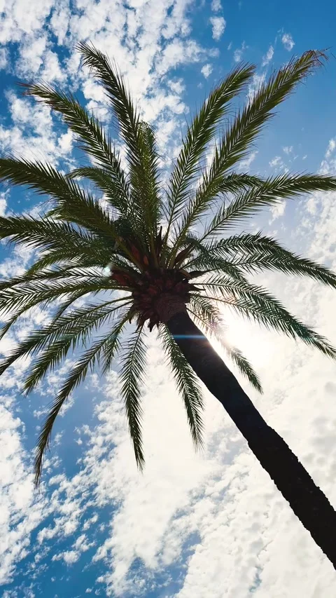 Palm coconut tree green leaves against bright blue sky white clouds sun light Stock Footage 346297479