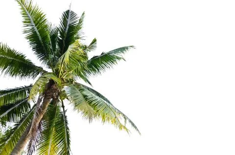 Palm coconut tree Fotos de archivo