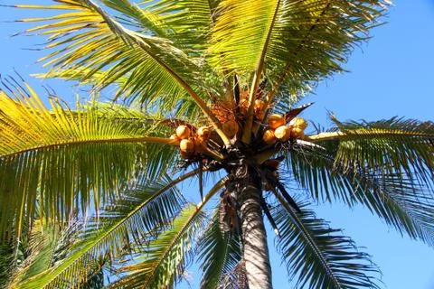 Palm with coconuts Stock Photos