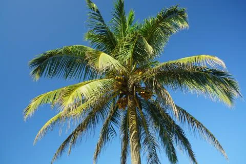 Palm with coconuts on sky background Stock Photos
