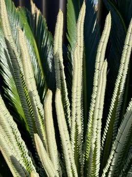 Palm Cones Macro Texture, Ancient Tropical Flora Stock Photos