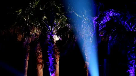 Palm crown highlight by moving beam, seamless Vídeo Stock 2924167