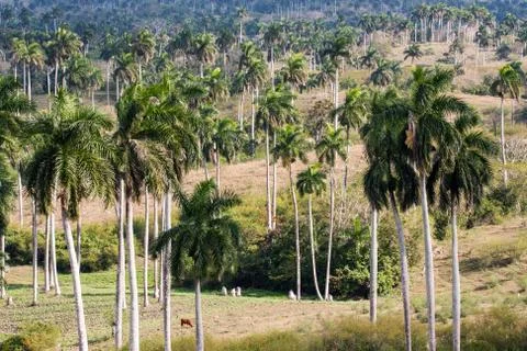 Palm cuban landscape Stock Photos