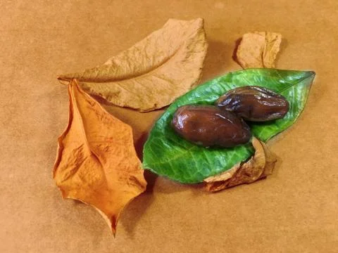 Palm date background unit isolate 스톡 사진