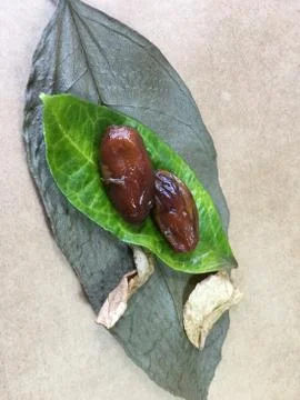 Palm date background unit isolate Stock Photos