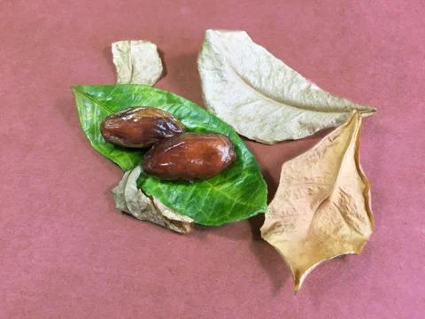 Palm date background unit isolate Stock Photos