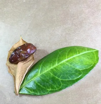 Palm date background unit isolate Stock Photos