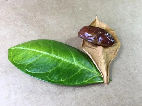 Palm date background unit isolate Stock Photos