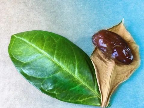 Palm date background unit isolate Stock Photos