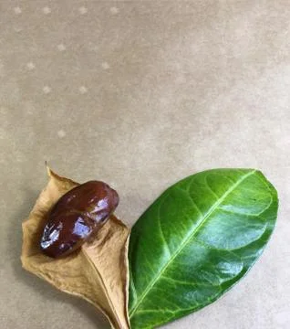 Palm date background unit isolate Stock Photos