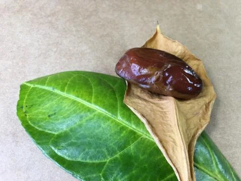 Palm date background unit isolate Stock Photos