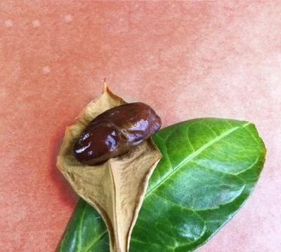 Palm date background unit isolate Stock Photos