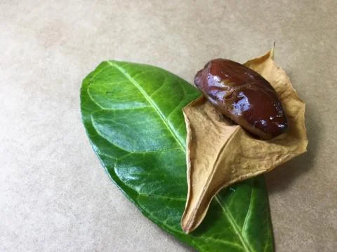 Palm date background unit isolate Stock Photos