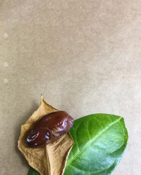 Palm date background unit isolate Stock-Fotos