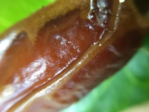 Palm date background unit isolate Stock-Fotos