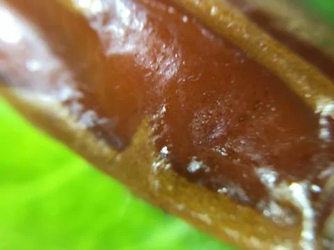 Palm date background unit isolate Stock Photos