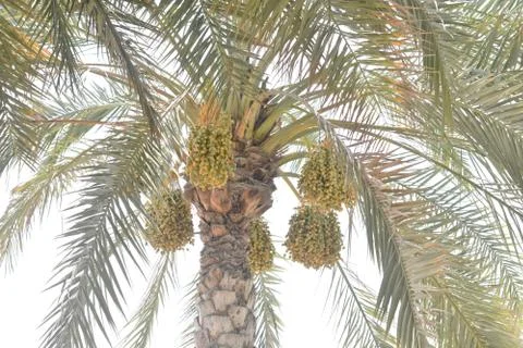 Palm date fruit and tree - bottom view. Stock Photos