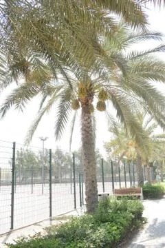 Palm date fruit and tree - bottom view. Stock Photos