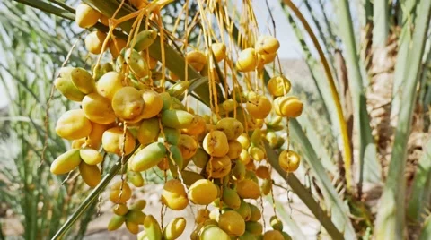 Palm Dates FHD Stock Footage 69026654