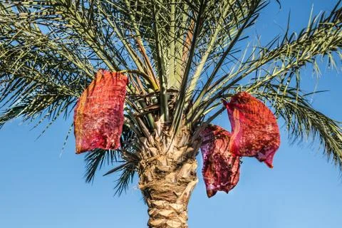 Palm with dates in the grid Stock Photos