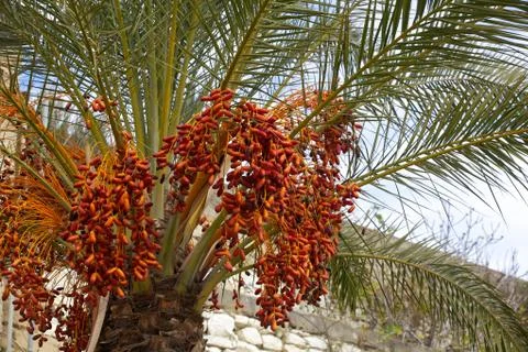 Palm dates Stock Photos