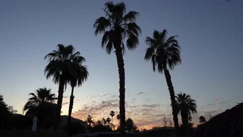 Palm Desert, CA Sunset - Palm Trees Silhouette Stock Footage 221658676