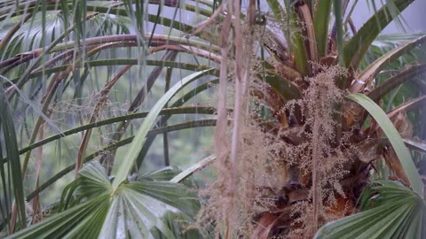 PALM DETAIL IN HEAVY RAIN 스톡 동영상 250359038