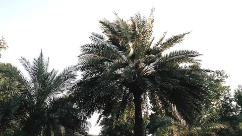 A palm in Dubai Stock Footage 99606789