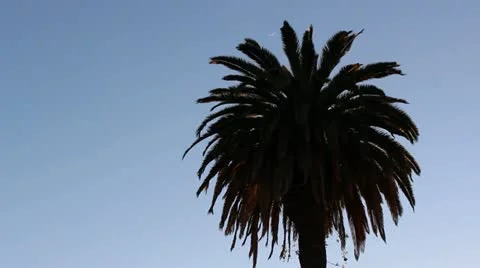 Palm at dusk Video stock 20444268