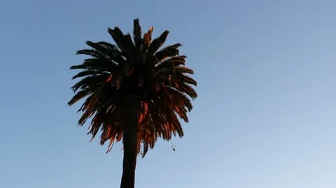 Palm at dusk Video stock 20444744