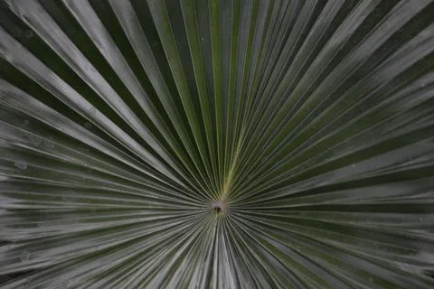 Palm fan leaf radial pattern tropical green abstract background Stock Photos