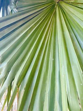 Palm Fan Stock Photos