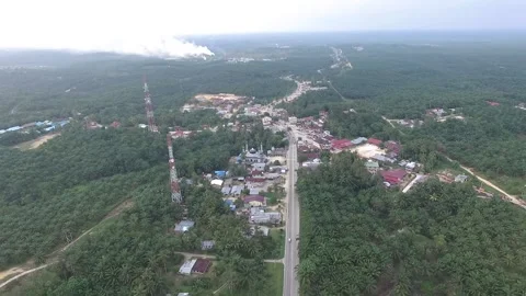 PALM FIELD Stock Footage 199790078