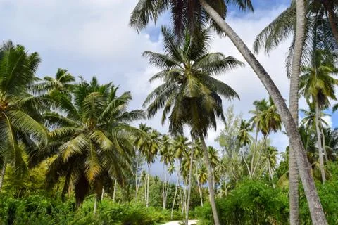 Palm Field Stock Photos