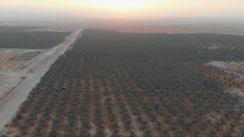 Palm field at sunrise - huge dates  plantations - pull back tilt down drone Stock Footage 228940295