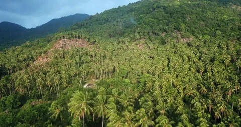 Palm fields Stock Footage 86469266