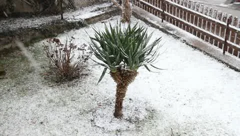 Palm in the first snowfall Vídeos de archivo 10716017